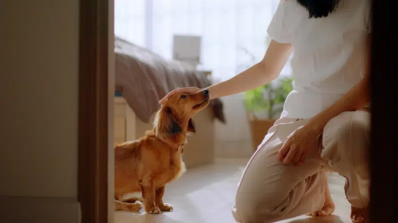 Confort-environnement-animalice-belgique