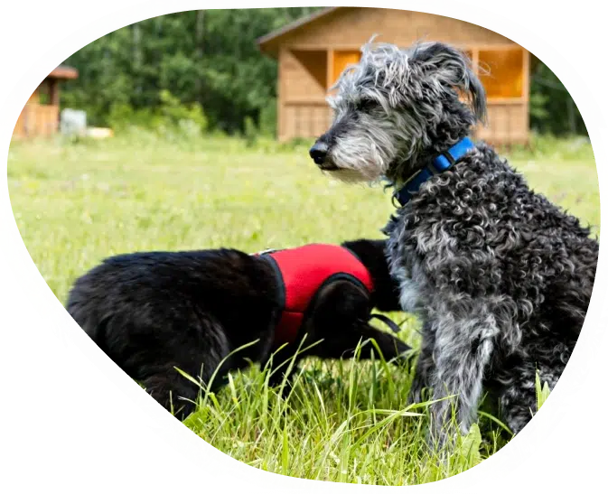 Deux-formules-sejour-chiens-moyens-grands-animalice-belgique