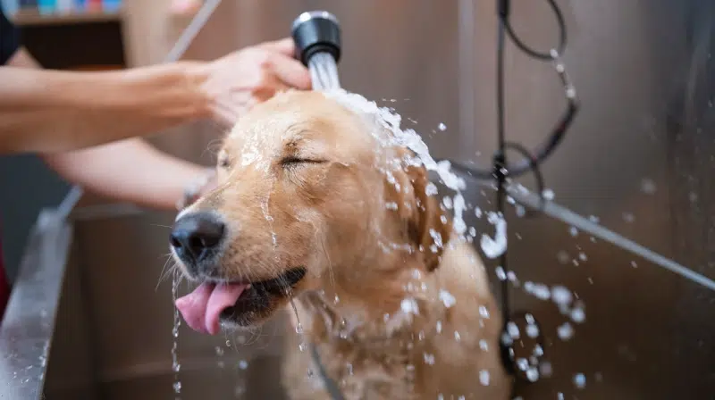 Possibilite-toilettage-pendant-sejour-animalice-belgique