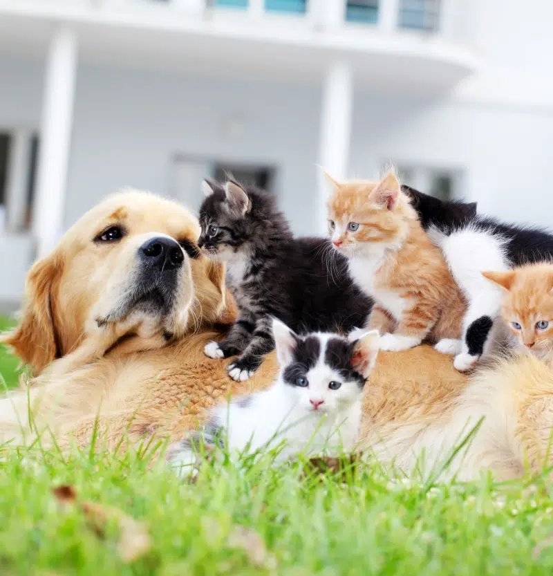 ambiance-calm-animalice