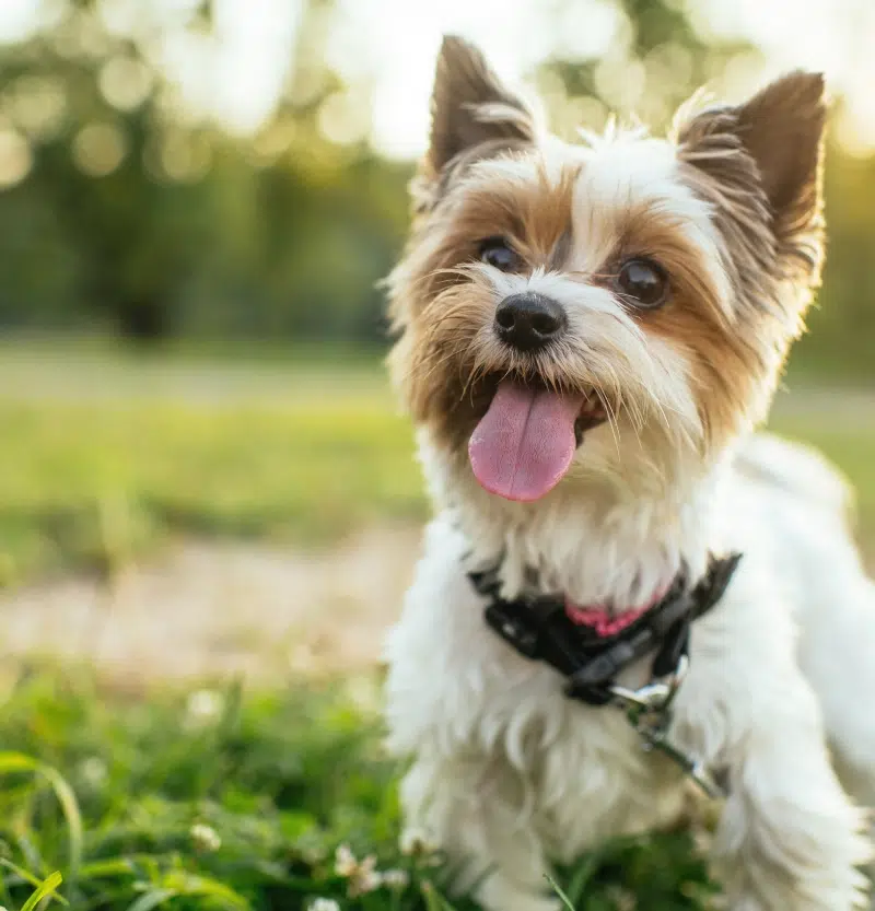 animalice-petit-chien-binch