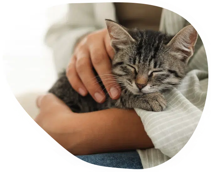 chat-pension-toilletage-binche-belgique