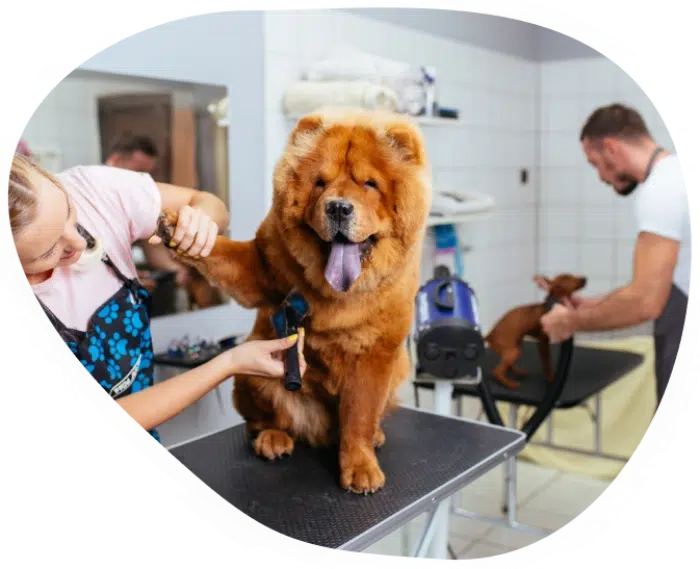 condition-sejour-animalice-belgique