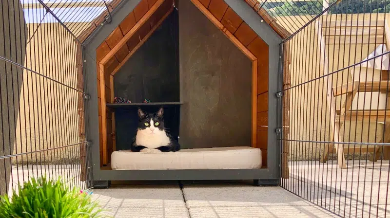 pension-chat-animalice-belgique