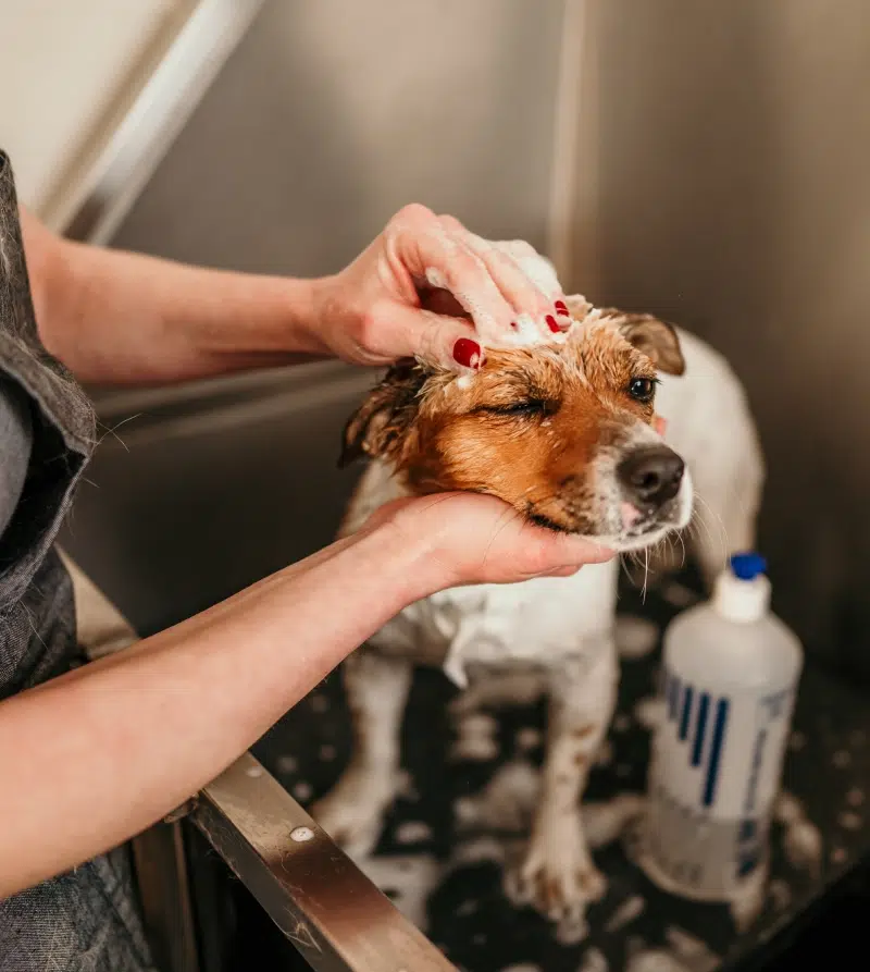 salon-de-toilettage-professionnel-animalice-belgique