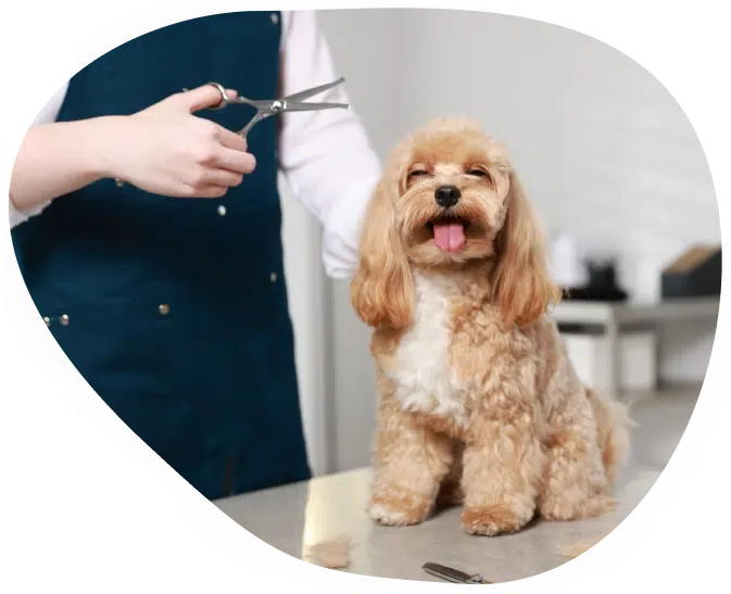 salon-toilletage-ani-malice-belgique