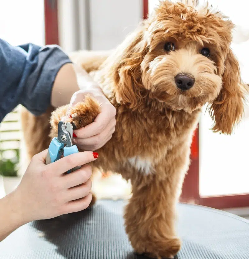 service-complementair