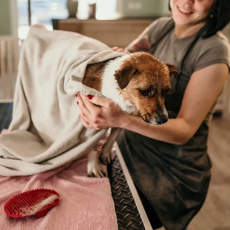 temps-horaires-animalice-belgique