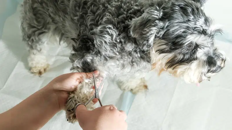 toilletage-essentiale-animaux (1)