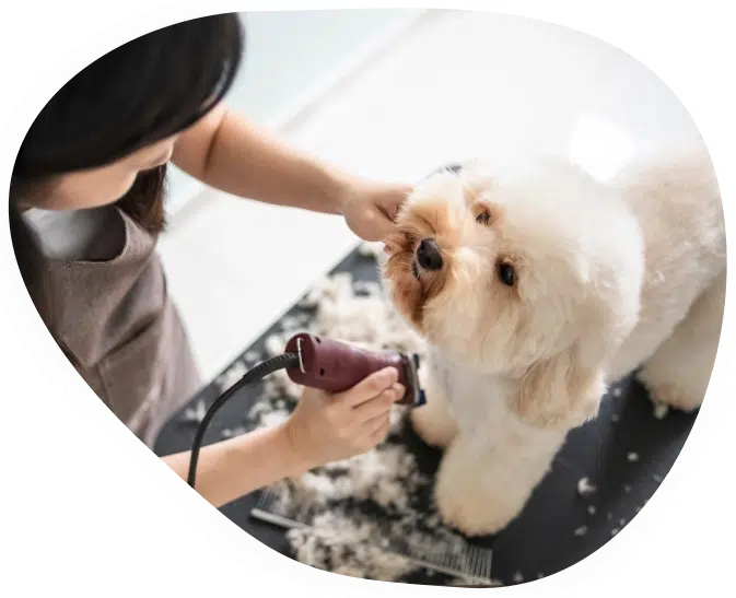 toilletage-essentiale-animaux