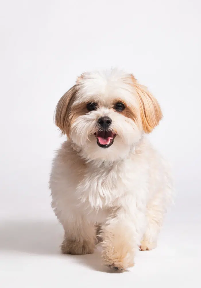 toilletage-petit-chien