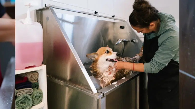 toilletage2-essentiale-animaux