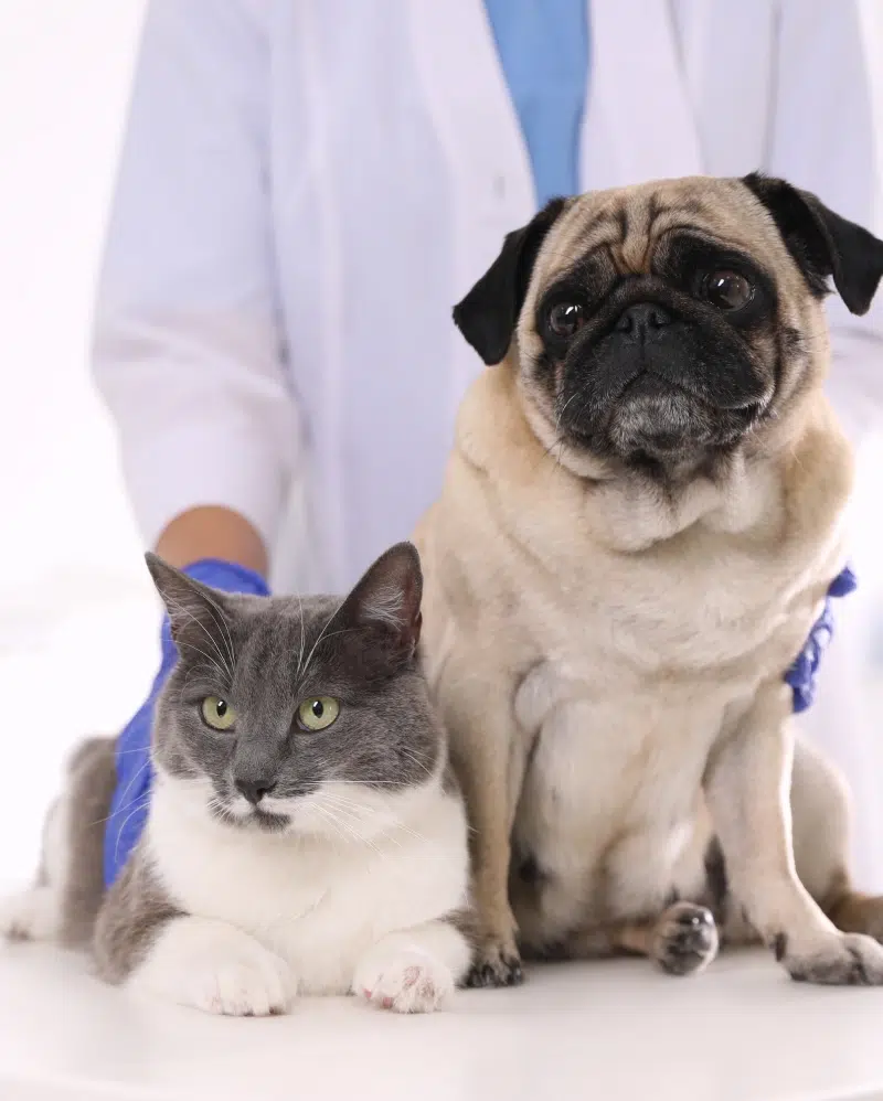 vaccin-animaux-binche