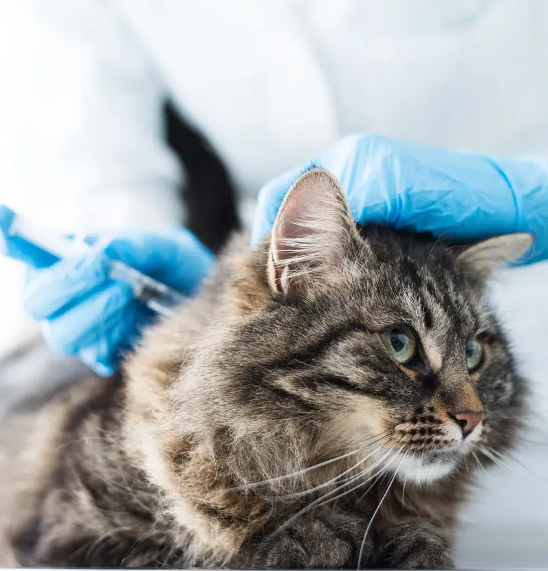 vaccin-chat-animalice-belgique
