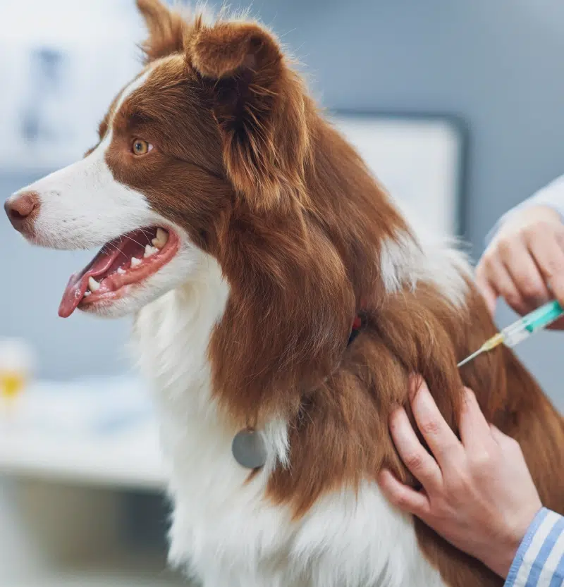 vaccin-chien-animalice-belgique